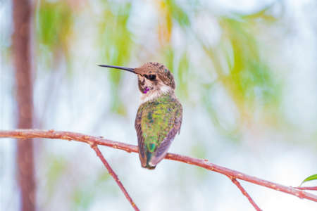 Close up shot of cute hummingbird at Las Vegas, Nevadaの写真素材
