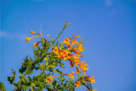 Close up shot of trumpet vine blossom at Las Vegas, Nevadaの写真素材