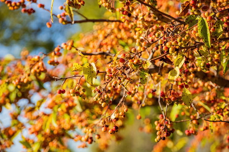 Sunny view of many babby apple on the tree at Oklahomaの写真素材