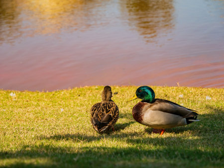 Sunny view of ducks in a pond of comunity at Oklahomaの写真素材