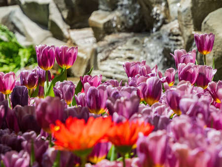 Close up shot of many tulips blossom at Las Vegas, Nevadaの写真素材