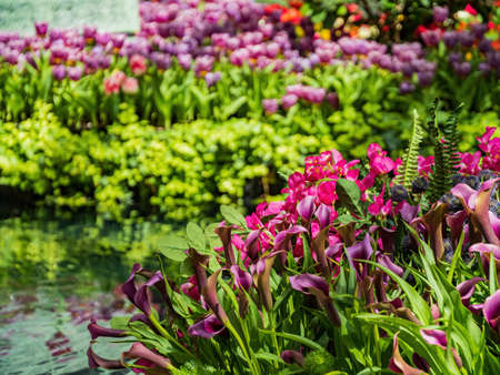 Close up shot of red calla lily blossom at Las Vegas, Nevadaの写真素材