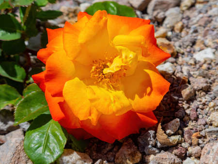 Close up of rose blossom at Las Vegas, Nevadaの写真素材