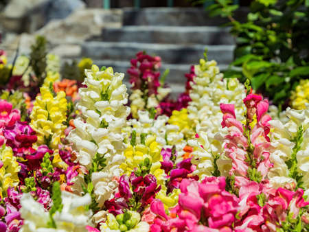 Close up of snapdragons blossom at Las Vegas, Nevadaの写真素材
