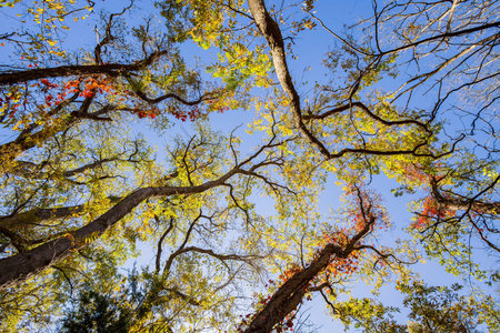 Sunny view of the landscape inside the Boiling Springs State Park at Oklahoma