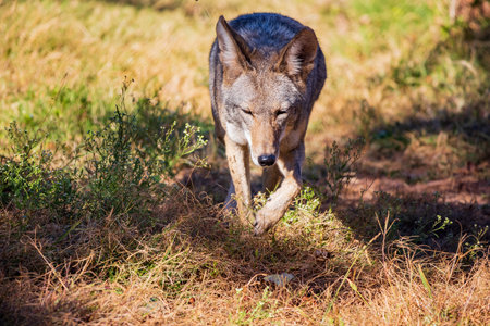Close up shot of Coyote at Oklahoma