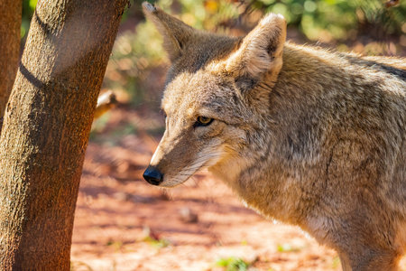 Close up shot of Coyote at Oklahoma