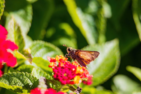 Close up shot of Grass skippers butterfly at Oklahoma