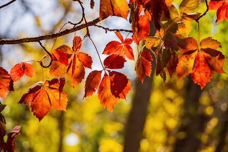 Close up shot of red leaf in Boiling Springs State Park at Oklahoma