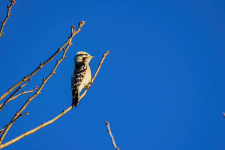 Close up shot of Downy woodpecker at Oklahomaの写真素材