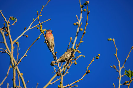 Close up shot of a pair House finch bird at Oklahoma