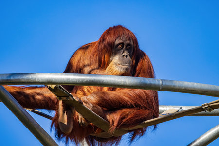 Close up shoot of Orangutan at Oklahoma