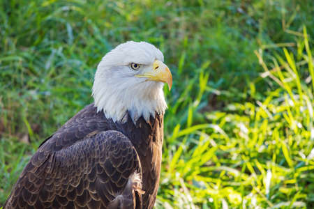 Close up shot of Bald eagle at Oklahomaの写真素材