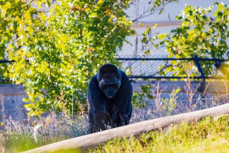 Sunny view of a Gorilla at Oklahoma