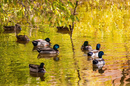 Close up shoot of many ducks swimming in a pond at Oklahomaの写真素材