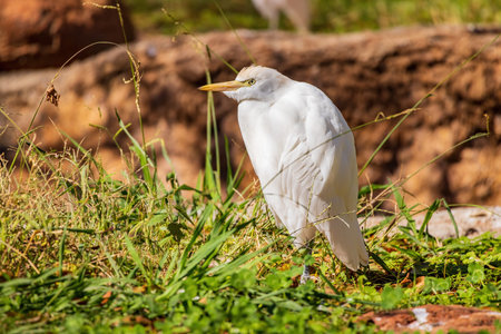 Close up shot of Cattle egret at Oklahoma