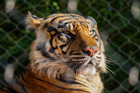Close up shot of Sumatran tiger at Oklahoma