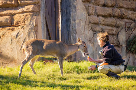 Oklahoma, OCT 29, 2021 - Deer walking to feeder in OKC Zooのeditorial素材