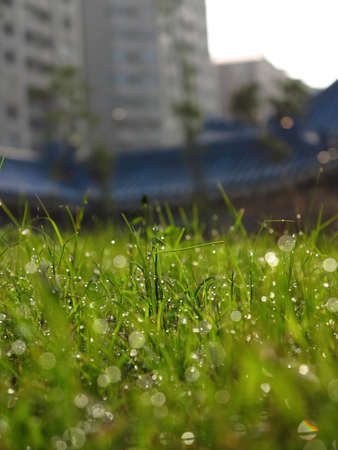 Close up shot of a plant in National Chiang Kai shek Memorial Hall at Taipei, Taiwanの写真素材