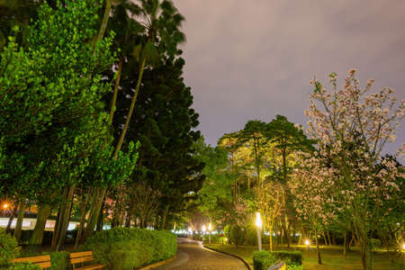 Nighe view of the cherry blossom in National Chiang Kai shek Memorial Hall at Taipei, Taiwanの写真素材