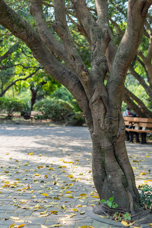 Nature landscape in National Chiang Kai shek Memorial Hall at Taipei, Taiwan