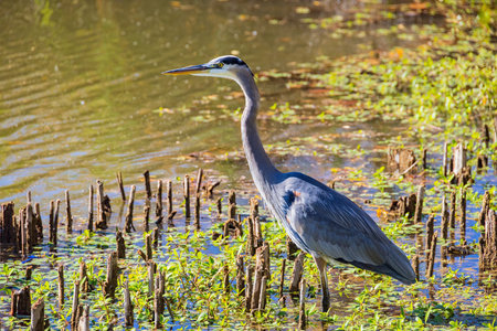 Close up shot of a grey heron in Gathering Place at Tulsa, Oklahoma