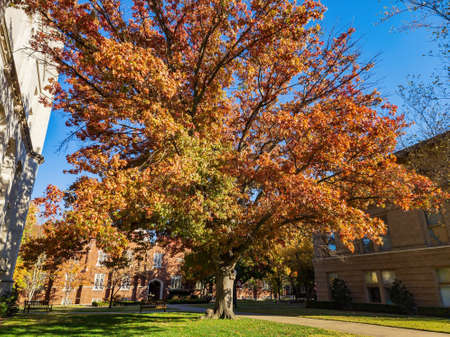 Beautiful fall color view of the campus of Univeristy of Oklahoma at Norman, Oklahomaのeditorial素材