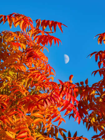 Beautiful fall color view of the campus of Univeristy of Oklahoma at Norman, Oklahomaの写真素材