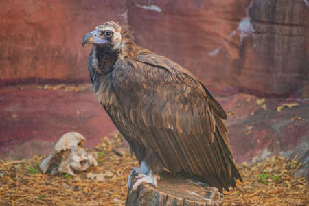 Close up shot of a Cinereous vulture at Oklahomaの写真素材