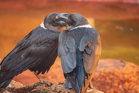 Close up shot of White necked raven at Oklahoma