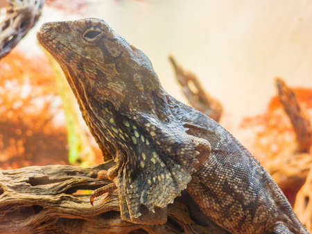 Close up shot of cute Frilled Lizard at Oklahomaの写真素材