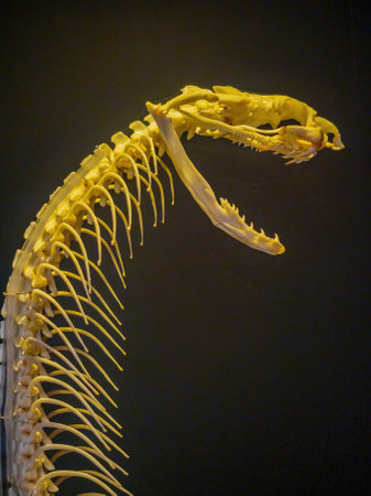 Close up shot of a snake bone structure at Oklahomaのeditorial素材