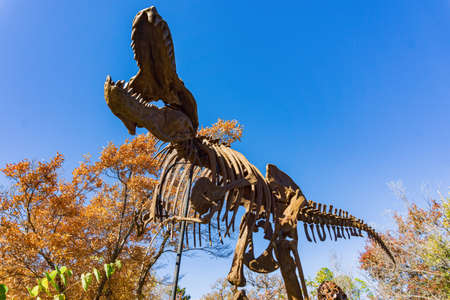 Close up shot of Tyrannosaurus Rex Dinosaur model at Oklahomaのeditorial素材