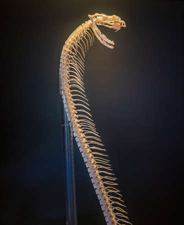 Close up shot of a snake bone structure at Oklahomaのeditorial素材