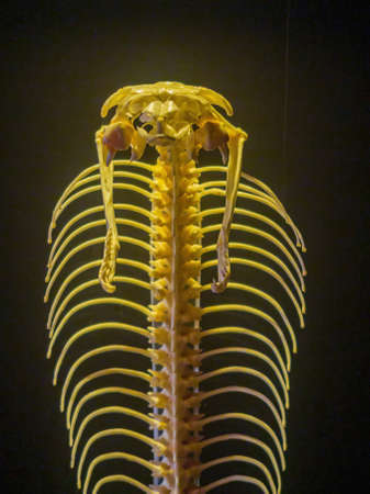 Close up shot of a snake bone structure at Oklahomaのeditorial素材