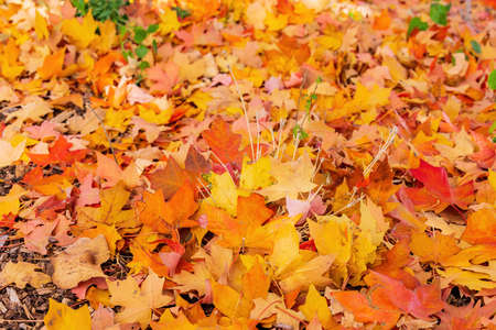 Close up shot of many fallen maple leaves at Oklahomaの写真素材