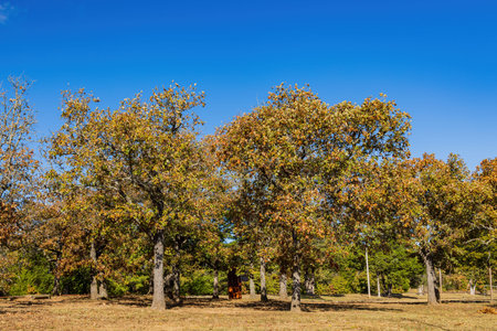 Fall color of the Osage Hills State Park at Oklahomaの写真素材