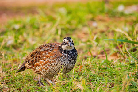 Close up shot of Northern Bobwhite at Oklahomaの写真素材