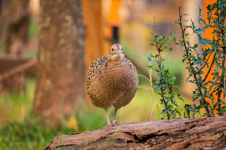 Close up shot of female Ring Necked Pheasant at Oklahomaの写真素材