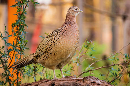 Close up shot of female Ring Necked Pheasant at Oklahomaの写真素材