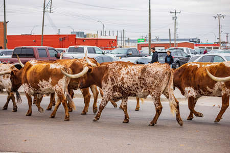 Oklahoma, DEC 4, 2021 - Longhorn walking in the Cowboy Christmas Paradeのeditorial素材