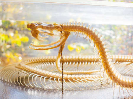 Close up shot of a snake bone structure at Oklahomaのeditorial素材