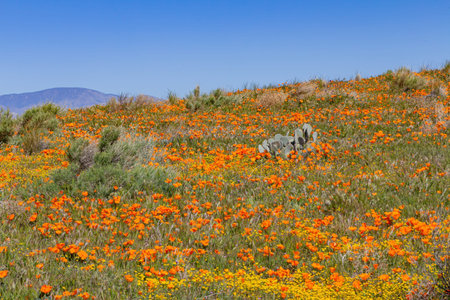 Wild flowers - Poppy blossom at Antelope Valley, Californiaの写真素材