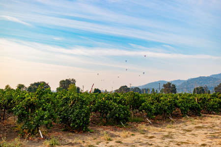 Sunny view of the grapes farm of Napa Valley at San Francisco, Californiaの写真素材