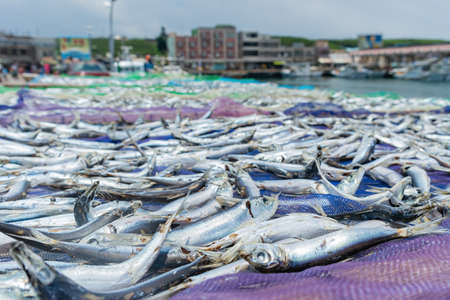 Sunny view of many little fish being dried at the Harbor of Penghu Island, Taiwanの写真素材