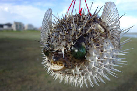 Close up shot of a cute Fugu at Penghu Island, Taiwanの写真素材