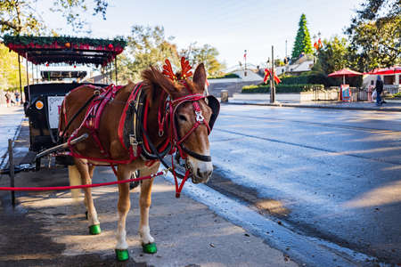 Close up of a mule in Christmas decoration at Decatur Street, New Orleans, Louisianaの写真素材