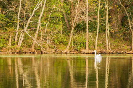 Goose swimming in the Audubon Park at Louisianaのeditorial素材