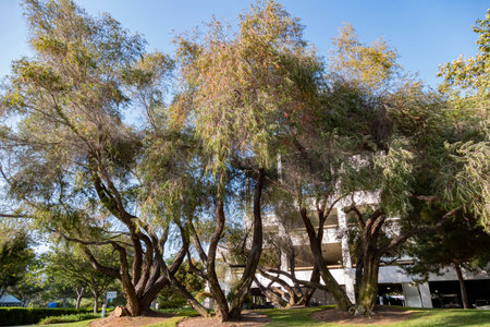 Sunny view of the campus of University of California Irvine at Californiaのeditorial素材