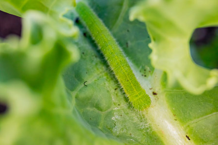 Close up shot of a big Caterpillar on kale leaf at Los Angeles